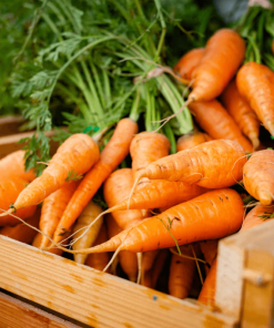 Organic Carrot